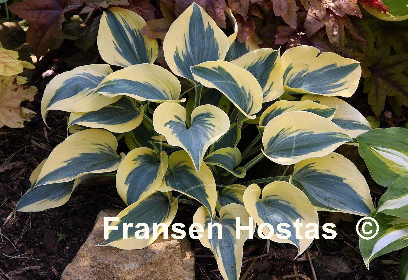 Hosta Autumn Frost Fransen Hostas